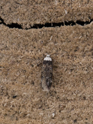 Witkopmot / White-shouldered House Moth / Endrosis sarcitrella