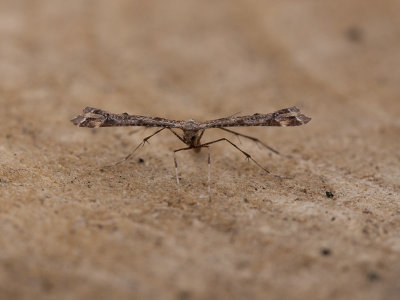 Scherphoekvedermot / Amblyptilia acanthadactyla