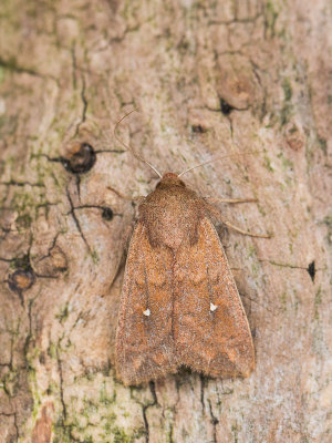 Witstipgrasuil / White-point / Mythimna albipuncta