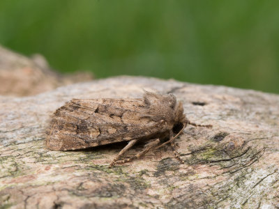 Gewone grasuil / Flounced Rustic / Luperina testacea