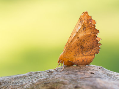 Iepentakvlinder / Large Thorn / Ennomos autumnaria