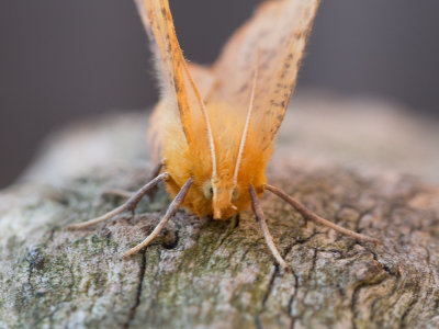 Iepentakvlinder / Large Thorn / Ennomos autumnaria