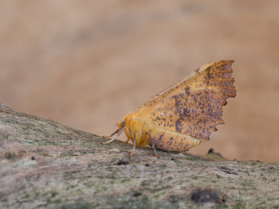 Iepentakvlinder / Large Thorn / Ennomos autumnaria