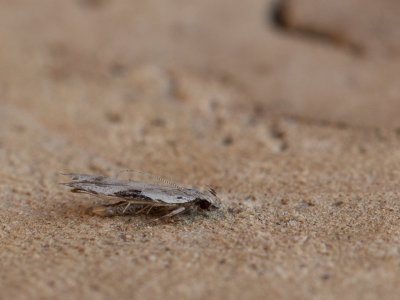 Zandlopermot / Lobster-clawed Moth / Hypatima rhomboidella
