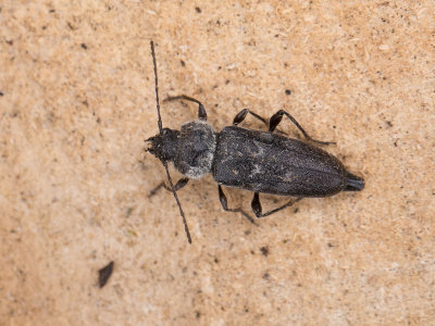 Huisboktor / European house borer / Hylotrupes bajulus