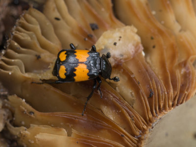 Aaskevers / Burying beetles /  Silphidae