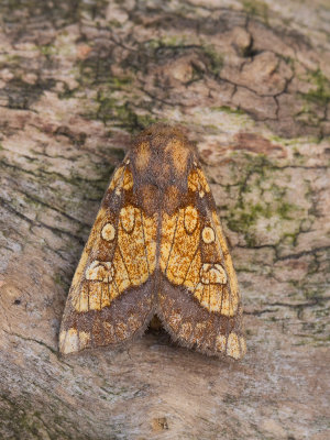 Goudgele boorder / Frosted Orange Moth / Gortyna flavago