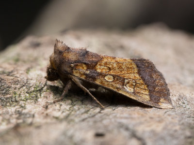 Goudgele boorder / Frosted Orange Moth / Gortyna flavago