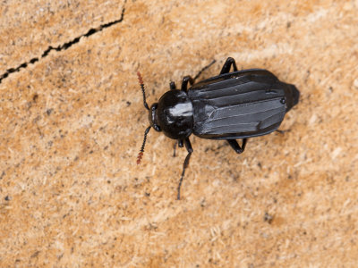 Oeveraaskever / Shore Sexton Beetle / Necrodes littoralis