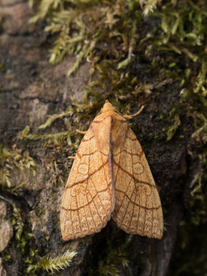Lindegouduil / Orange Sallow / Tiliacea citrago