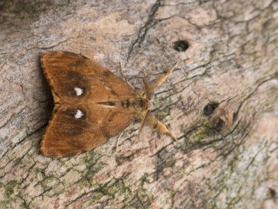 Witvlakvlinder / Rusty Tussock Moth / Orgyia antiqua