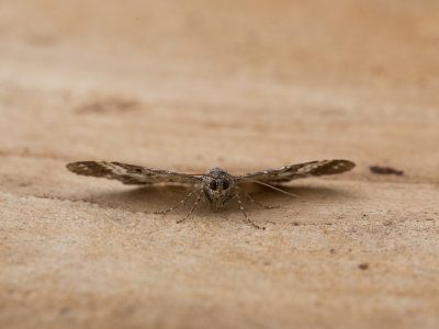 Gewone bandspanner / Common Carpet / Epirrhoe alternata