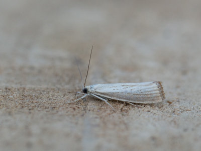 Blauwooggrasmot / Agriphila straminella