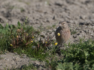 Kneu / Linnet / Carduelis cannabina