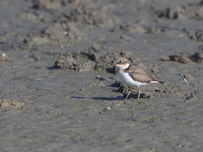 Kleine Plevier / Little Ringed Plover / Charadrius dubius