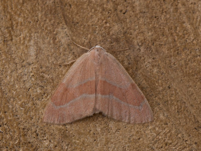 Rode dennenspanner / Barred Red / Hylaea fasciaria
