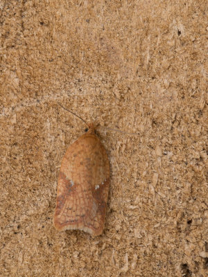 Lichte boogbladroller / Acleris ferrugana