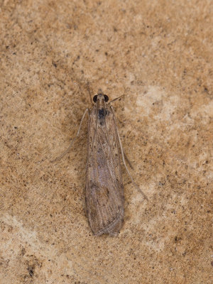 Luipaardlichtmot / Nomophila noctuella