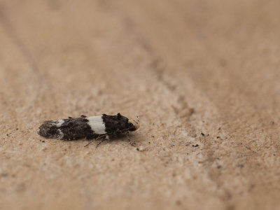 Gordelpalpmot / Lesser Budmoth / Recurvaria leucatella