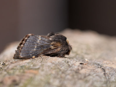 Zwarte herfstspinner / December moth / Poecilocampa populi