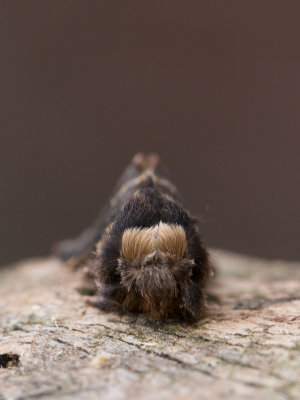 Zwarte herfstspinner / December moth / Poecilocampa populi