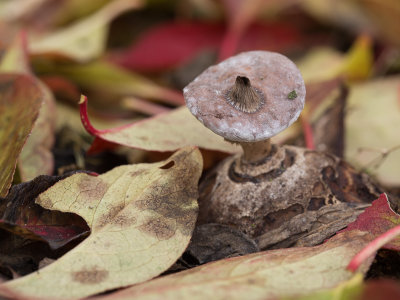Geastrum striatum / Baretaardster / Striate earthstar