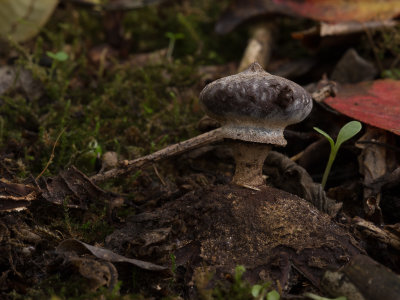 Geastrum striatum / Baretaardster / Striate earthstar