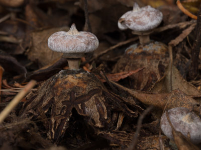 Geastrum striatum / Baretaardster / Striate earthstar