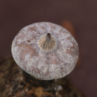 Geastrum striatum / Baretaardster / Striate earthstar