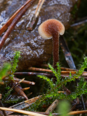 Auriscalpium vulgare / Oorlepelzwam / Pinecone Mushroom