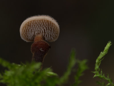 Auriscalpium vulgare / Oorlepelzwam / Pinecone Mushroom