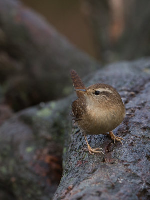 Winterkoning / Northern Wren / Troglodytes Troglodytes