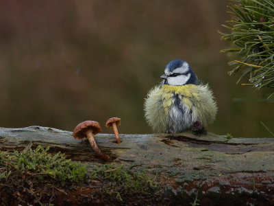 Pimpelmees / Blue Tit / Cyanistes caeruleus