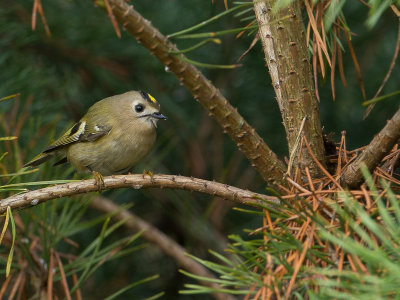 Goudhaantje / Goldcrest / Regulus regulus