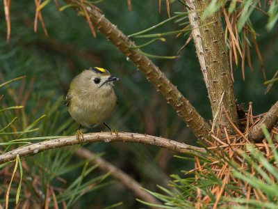 Goudhaantje / Goldcrest / Regulus regulus