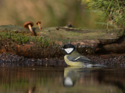 Koolmees / Great Tit / Parus major