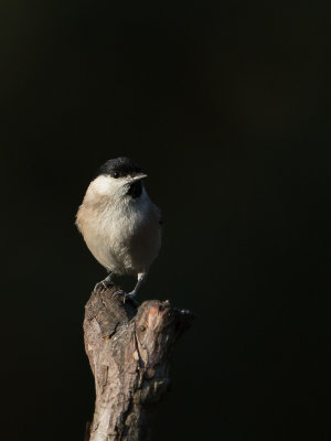 Glanskop / Marsh Tit / Poecile palustris