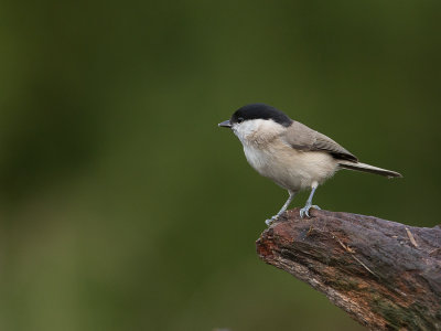 Glanskop / Marsh Tit / Poecile palustris