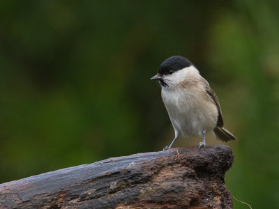 Glanskop / Marsh Tit / Poecile palustris