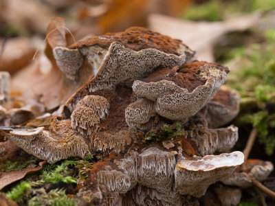 Polyporus / Gaatjeszwammen / Polypore mushrooms