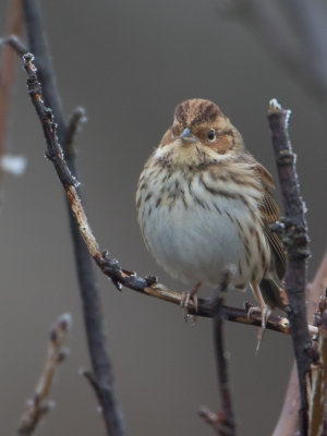 Dwerggors / Little Bunting / Emberiza pusilla