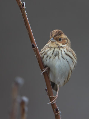 Dwerggors / Little Bunting / Emberiza pusilla