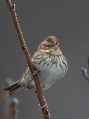 Dwerggors / Little Bunting / Emberiza pusilla