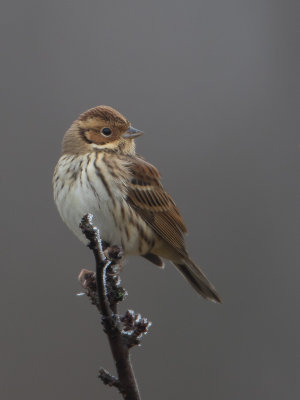 Dwerggors / Little Bunting / Emberiza pusilla