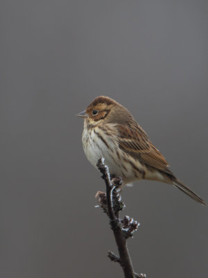 Dwerggors / Little Bunting / Emberiza pusilla