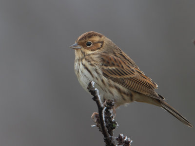 Dwerggors / Little Bunting / Emberiza pusilla