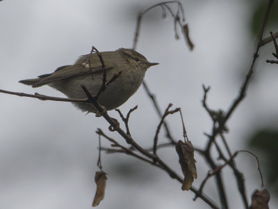 Humes bladkoning / Hume's leaf warbler / Phylloscopus humei