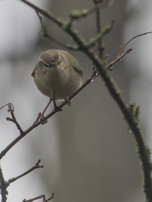 Humes bladkoning / Hume's leaf warbler / Phylloscopus humei