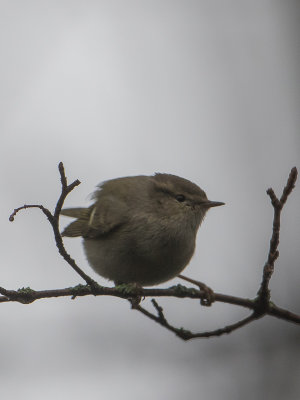 Humes bladkoning / Hume's leaf warbler / Phylloscopus humei