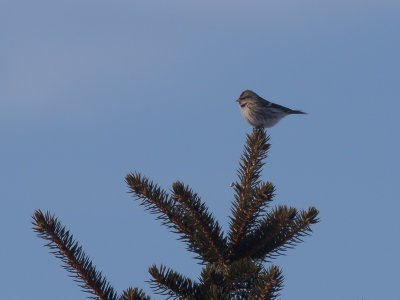 Common Redpoll / Barmsijs / Acanthis flammea